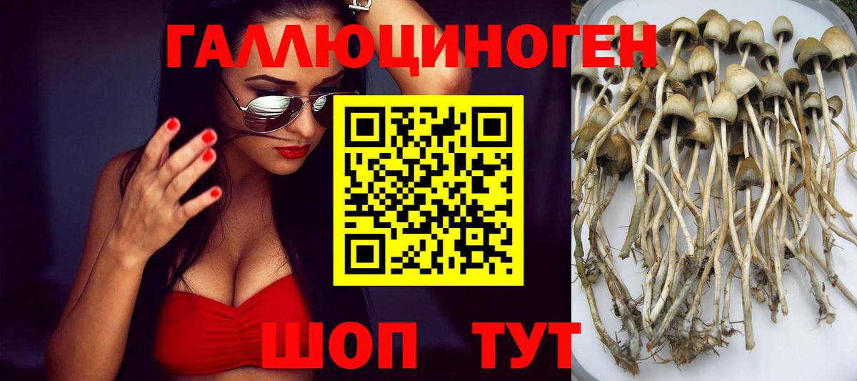 Галлюциногенные грибы Psilocybine cubensis Лениногорск